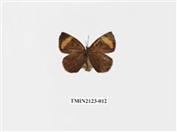 藏品(帶錨紋蛾)的圖片